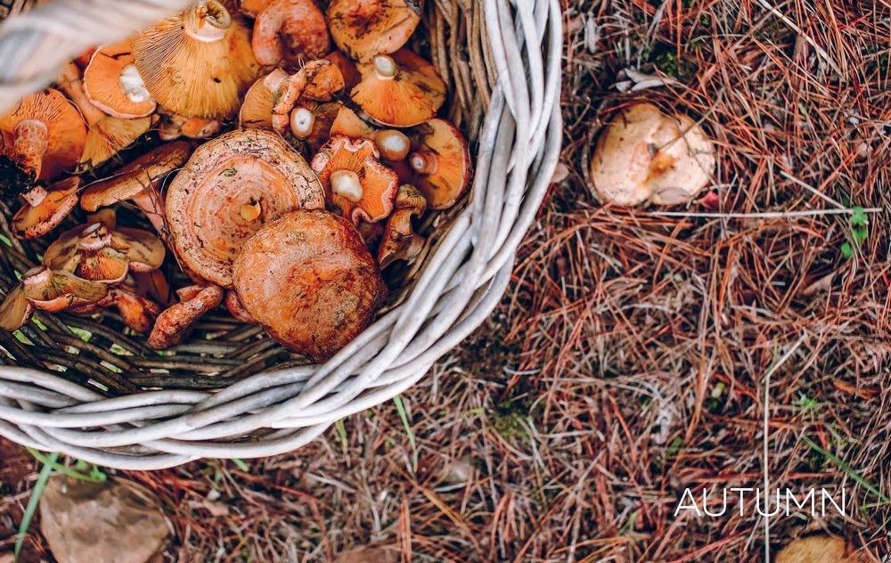 In Good Company - Sophie Hansen Recipe Book Brumby Sunstate