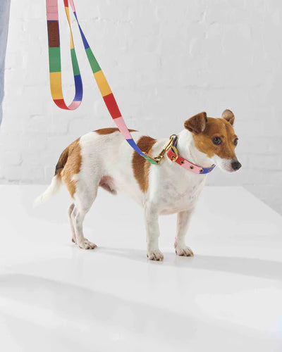 Kip & Co Dog Lead - Rainbows End Kip & Co