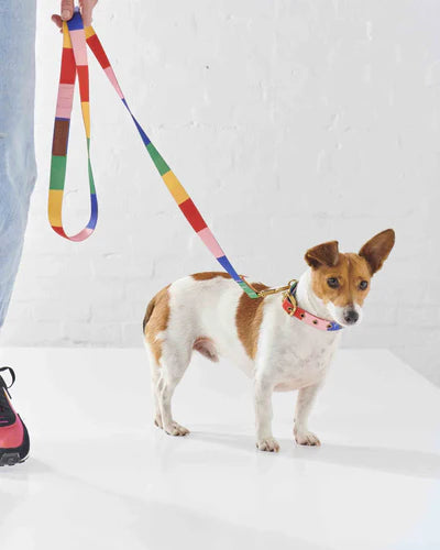 Kip & Co Dog Lead - Rainbows End Kip & Co